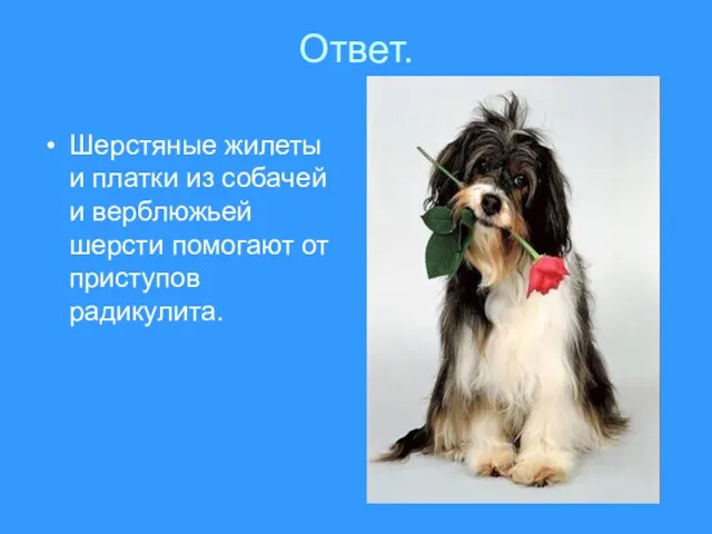 Ответ. Шерстяные жилеты и платки из собачей и верблюжьей шерсти помогают от приступов радикулита.