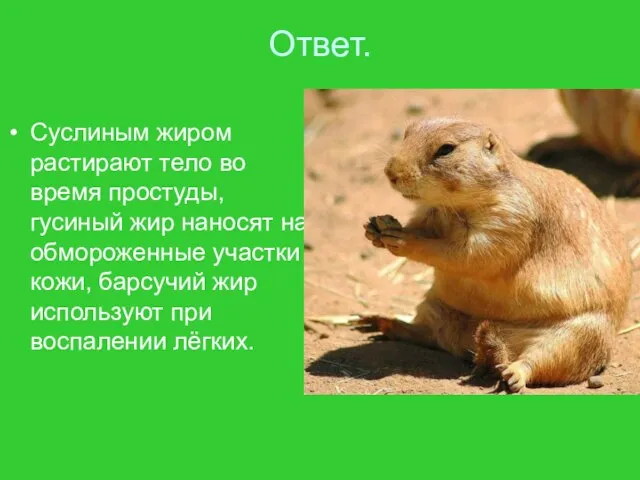 Ответ. Суслиным жиром растирают тело во время простуды, гусиный жир наносят