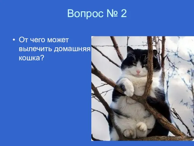 Вопрос № 2 От чего может вылечить домашняя кошка?