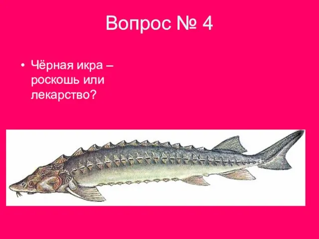 Вопрос № 4 Чёрная икра – роскошь или лекарство?