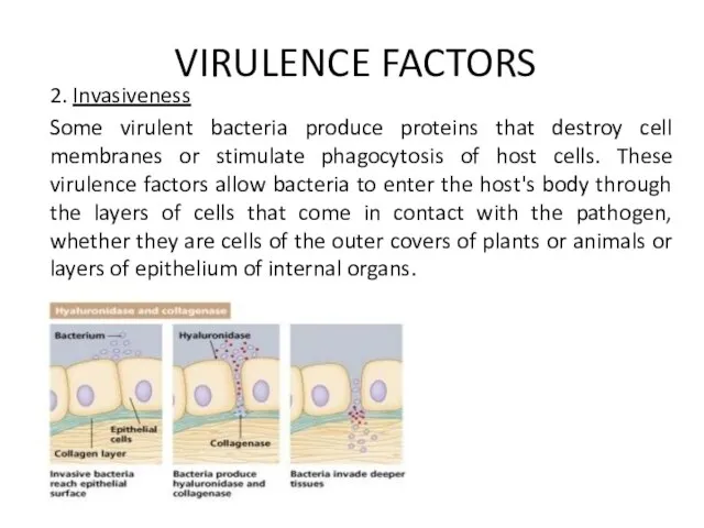 VIRULENCE FACTORS 2. Invasiveness Some virulent bacteria produce proteins that destroy