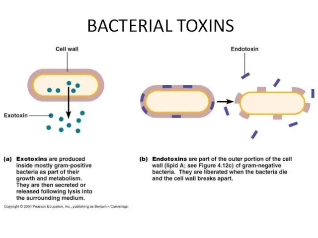 BACTERIAL TOXINS