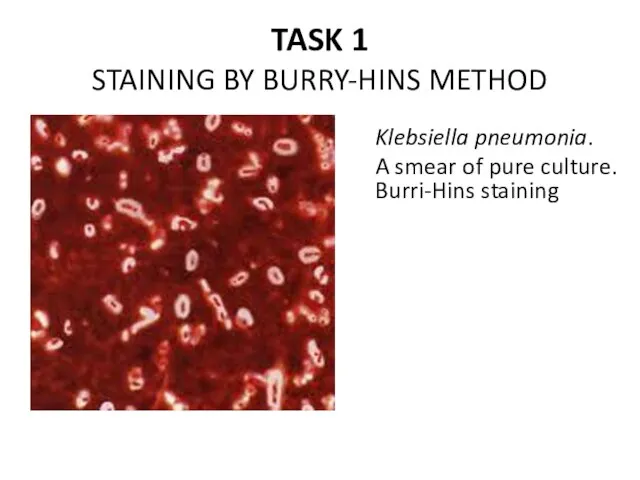 TASK 1 STAINING BY BURRY-HINS METHOD Klebsiella pneumonia. A smear of pure culture. Burri-Hins staining