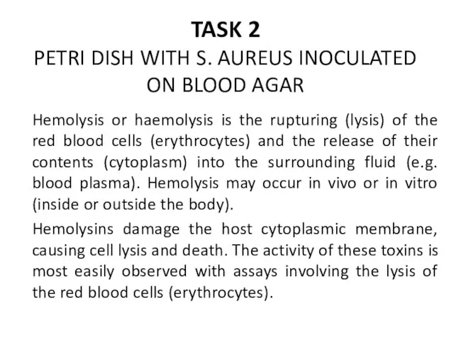 TASK 2 PETRI DISH WITH S. AUREUS INOCULATED ON BLOOD AGAR