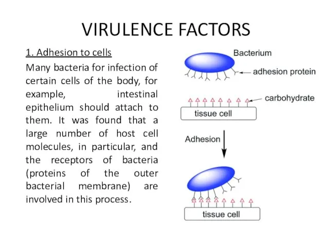 VIRULENCE FACTORS 1. Adhesion to cells Many bacteria for infection of