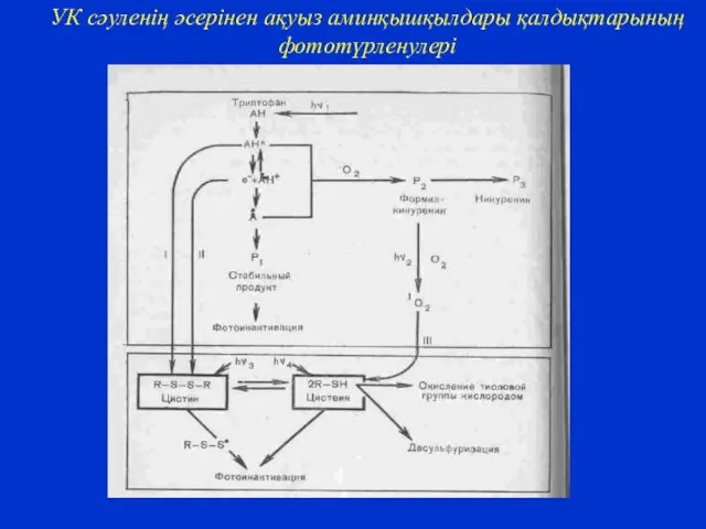 УК сәуленің әсерінен ақуыз аминқышқылдары қалдықтарының фототүрленулері