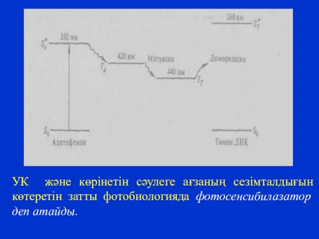 УК және көрінетін сәулеге ағзаның сезімталдығын көтеретін затты фотобиологияда фотосенсибилазатор деп атайды.