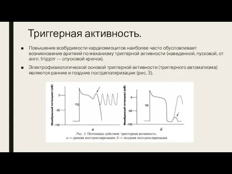 Триггерная активность. Повышение возбудимости кардиомиоцитов наиболее часто обусловливает возникновение аритмий по