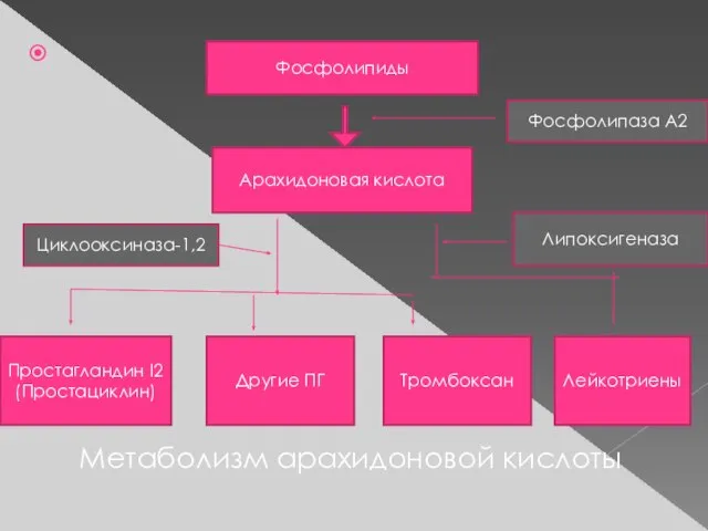 Метаболизм арахидоновой кислоты Фосфолипиды Арахидоновая кислота Простагландин I2 (Простациклин) Другие ПГ