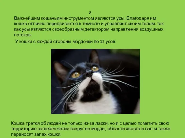 8 Важнейшим кошачьим инструментом являются усы. Благодаря им кошка отлично передвигается