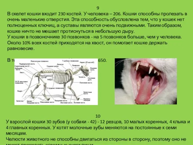 9 В скелет кошки входит 230 костей. У человека – 206.