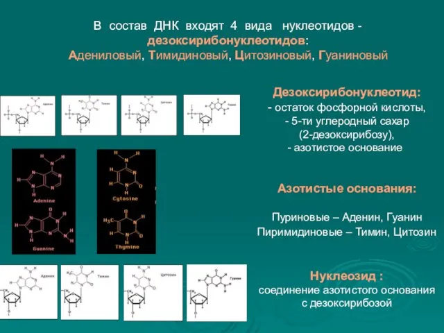 В состав ДНК входят 4 вида нуклеотидов - дезоксирибонуклеотидов: Адениловый, Тимидиновый,