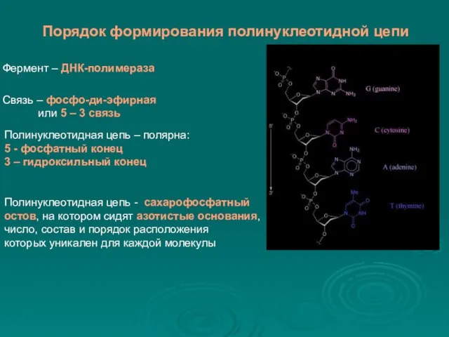 Порядок формирования полинуклеотидной цепи Фермент – ДНК-полимераза Связь – фосфо-ди-эфирная или