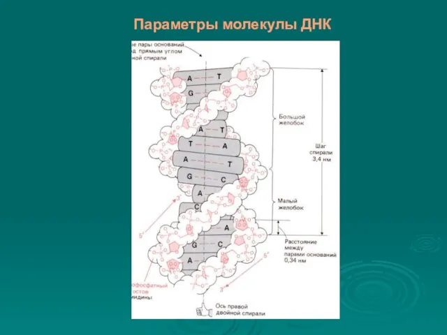 Параметры молекулы ДНК