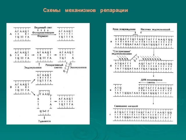 Схемы механизмов репарации