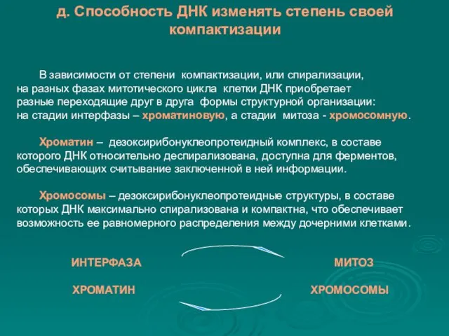 д. Способность ДНК изменять степень своей компактизации В зависимости от степени