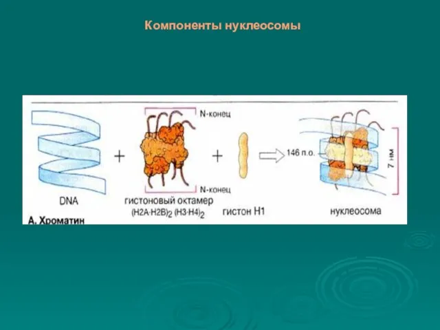 Компоненты нуклеосомы