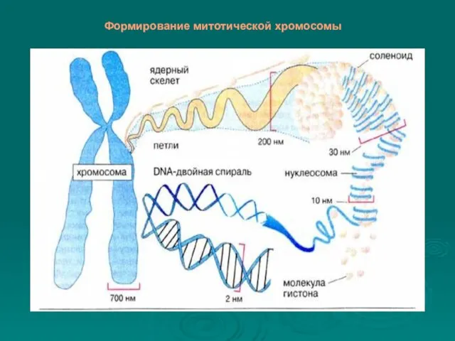 Формирование митотической хромосомы