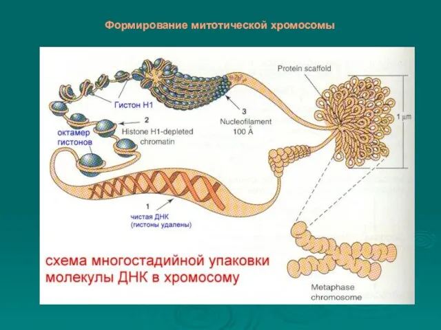Формирование митотической хромосомы