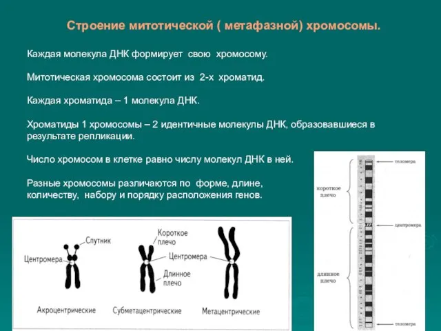 Строение митотической ( метафазной) хромосомы. Каждая молекула ДНК формирует свою хромосому.