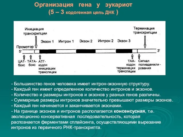 Организация гена у эукариот (5 – 3 кодогенная цепь ДНК )