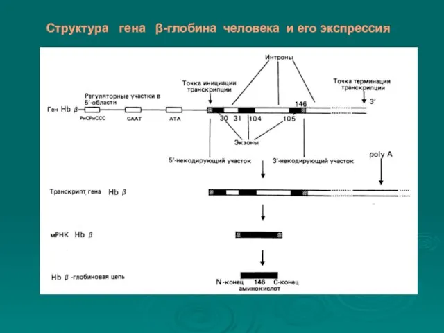 Структура гена β-глобина человека и его экспрессия