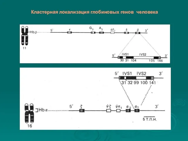 Кластерная локализация глобиновых генов человека