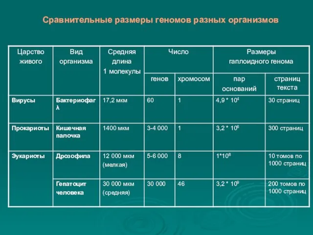 Сравнительные размеры геномов разных организмов