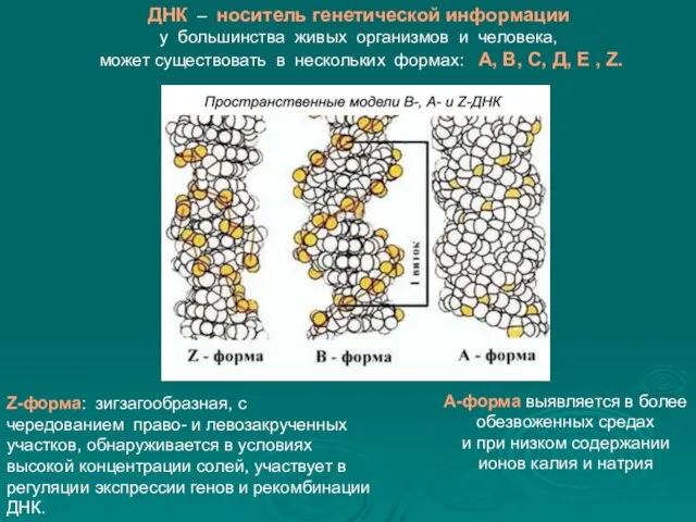 ДНК – носитель генетической информации у большинства живых организмов и человека,