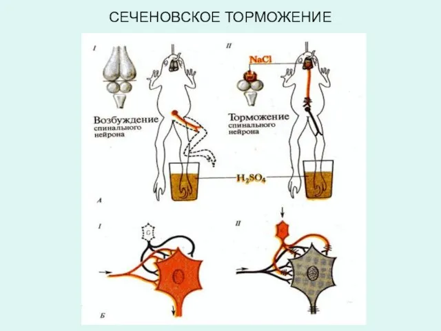 СЕЧЕНОВСКОЕ ТОРМОЖЕНИЕ