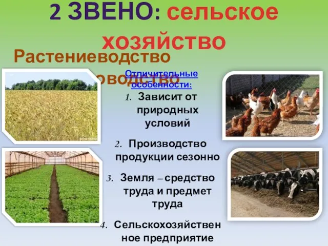 2 ЗВЕНО: сельское хозяйство Растениеводство Животноводство Отличительные особенности: Зависит от природных