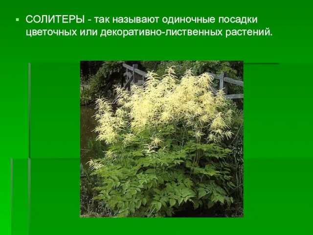 СОЛИТЕРЫ - так называют одиночные посадки цветочных или декоративно-лиственных растений.