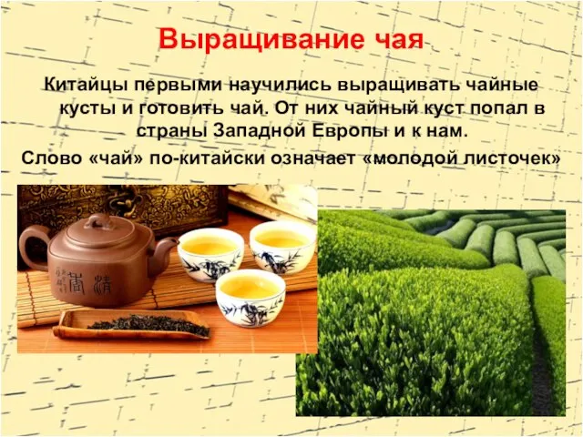 Китайцы первыми научились выращивать чайные кусты и готовить чай. От них