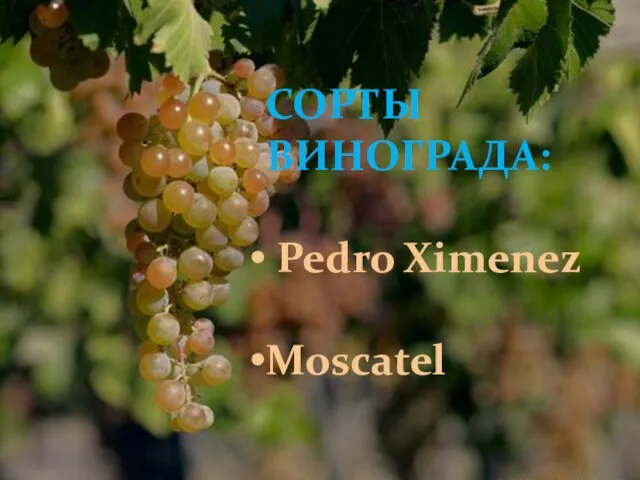 СОРТЫ ВИНОГРАДА: Pedro Ximenez Moscatel