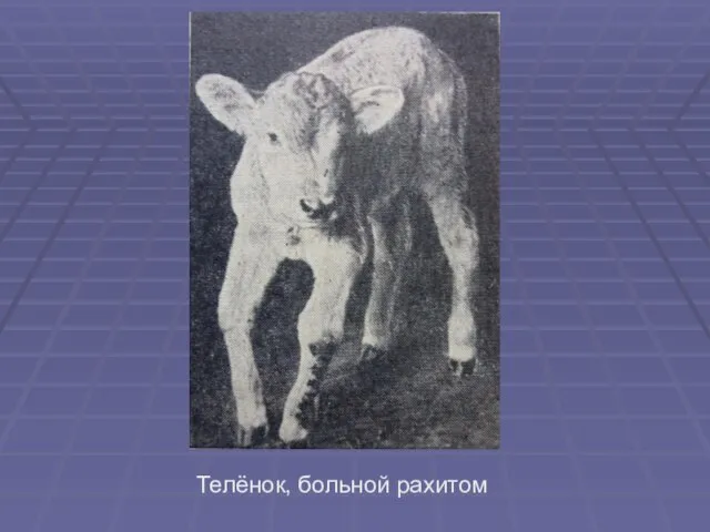 Телёнок, больной рахитом