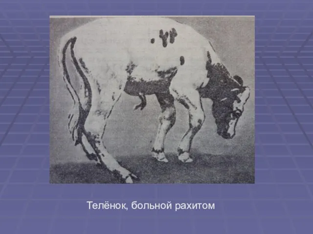 Телёнок, больной рахитом