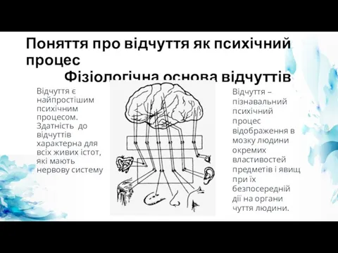 Поняття про відчуття як психічний процес Фізіологічна основа відчуттів Відчуття є