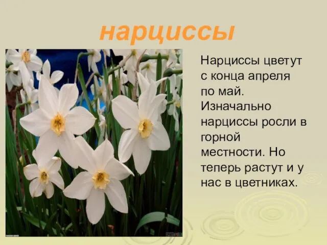 нарциссы Нарциссы цветут с конца апреля по май. Изначально нарциссы росли