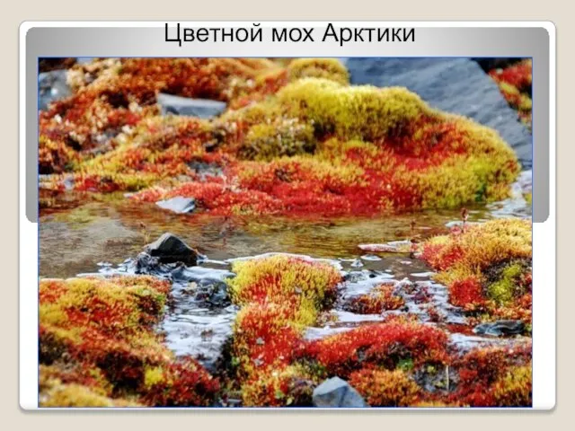 Цветной мох Арктики