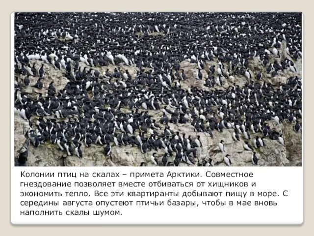 Колонии птиц на скалах – примета Арктики. Совместное гнездование позволяет вместе