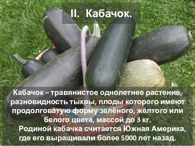 II. Кабачок. Кабачок – травянистое однолетнее растение, разновидность тыквы, плоды которого