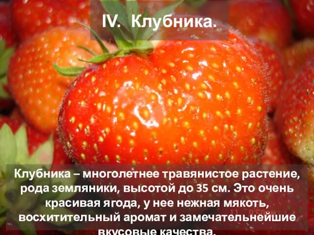 IV. Клубника. Клубника – многолетнее травянистое растение, рода земляники, высотой до