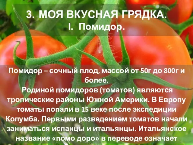 3. МОЯ ВКУСНАЯ ГРЯДКА. I. Помидор. Помидор – сочный плод, массой