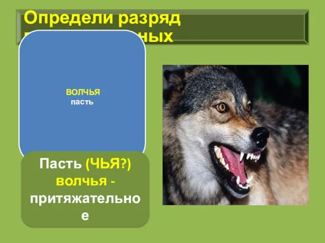 Определи разряд прилагательных ВОЛЧЬЯ пасть Пасть (ЧЬЯ?) волчья - притяжательное