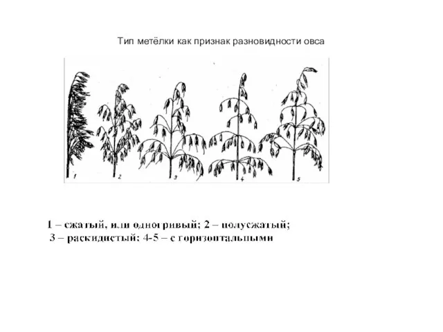 Тип метёлки как признак разновидности овса