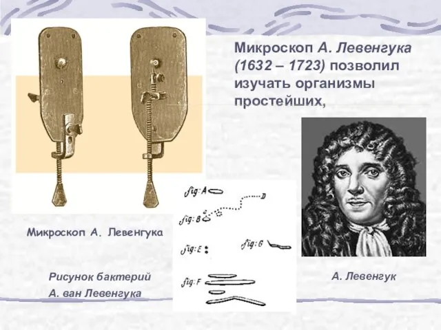 Микроскоп А. Левенгука (1632 – 1723) позволил изучать организмы простейших, Микроскоп