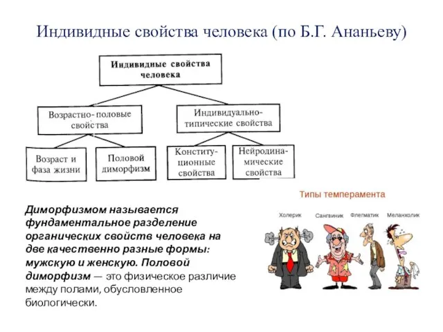 Индивидные свойства человека (по Б.Г. Ананьеву) Диморфизмом называется фундаментальное разделение органических