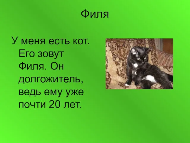 Филя У меня есть кот. Его зовут Филя. Он долгожитель, ведь ему уже почти 20 лет.