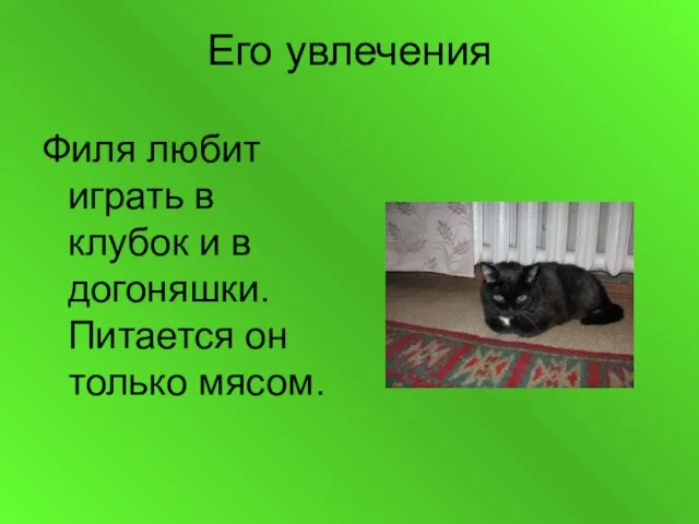 Его увлечения Филя любит играть в клубок и в догоняшки. Питается он только мясом.