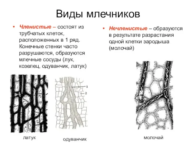 Виды млечников Членистые – состоят из трубчатых клеток, расположенных в 1